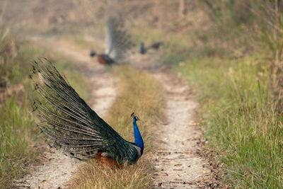 A Peacock With