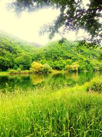 Scenic view of lake in forest against sky