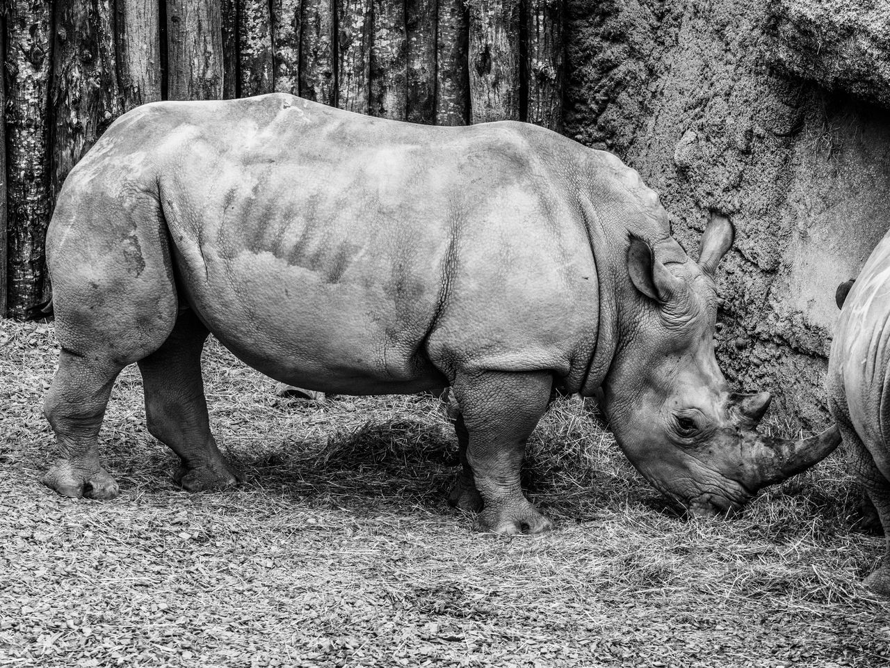 animal themes, animal, rhinoceros, mammal, animal wildlife, black and white, wildlife, monochrome, monochrome photography, one animal, no people, tree, day, land, nature, domestic animals, plant, zoo, field, side view, horned, outdoors, full length, animals in captivity, standing
