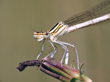 Close-up of grasshopper