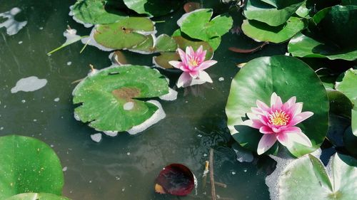 High angle view of pink lotus water lily in lake