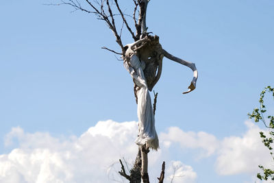 Low angle view of tree against sky