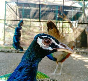 Close-up of peacock