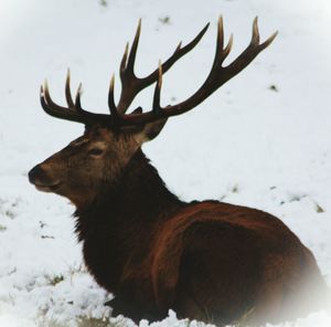 Close-up of deer in snow