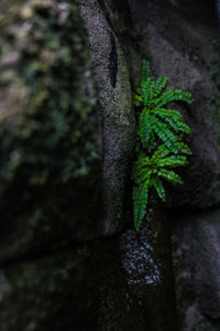 Close-up of moss on tree trunk