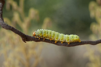 Beautiful pose of caterpillars