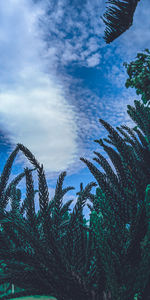Low angle view of coconut palm trees against sky