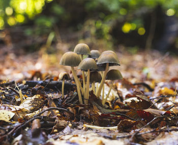 Numerous mushrooms growing in the cluster on the forest floor in early autumn
