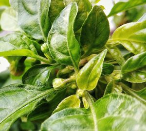 Close-up of green leaves