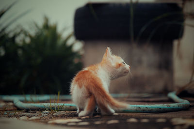 Close-up of a cat