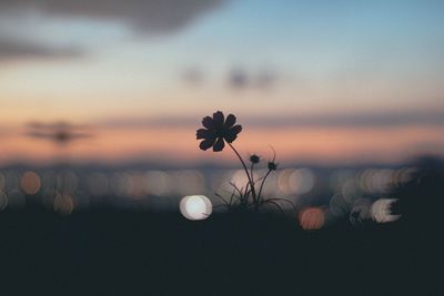 Close-up of flowering plant against sky during sunset