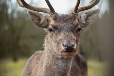 Close-up portrait of deer