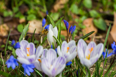 Close-up of purple crocus blooming outdoors