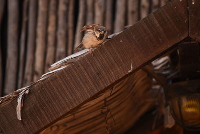 Close-up of lizard on wood