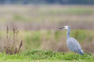 Gray heron perching on grass