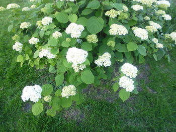 Flowers blooming outdoors