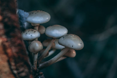 Close-up of mushrooms growing on tree