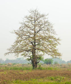 Tree on field against clear sky