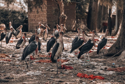 View of birds on field