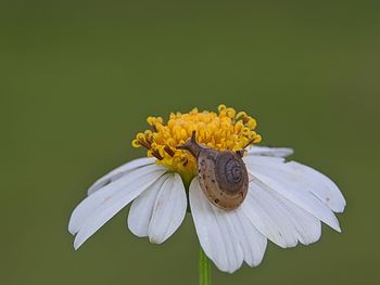 Close-up of insect on flower