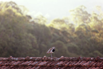 Close-up of bird perching on wood