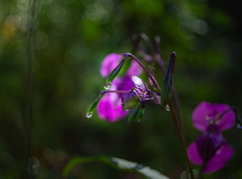 Close-up of purple flowering plant