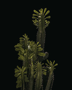 Close-up of flowering plant against black background