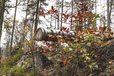 Trees in forest during autumn