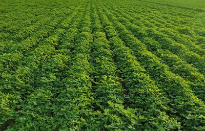 High angle view of corn field