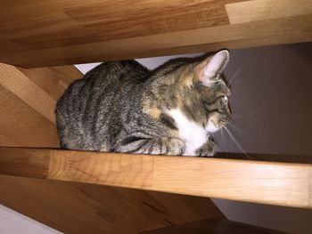 Cat relaxing on wooden floor