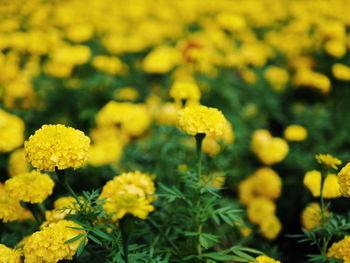 Close-up of yellow flowers blooming on field