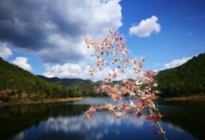 Close-up of flowers blooming on tree against sky