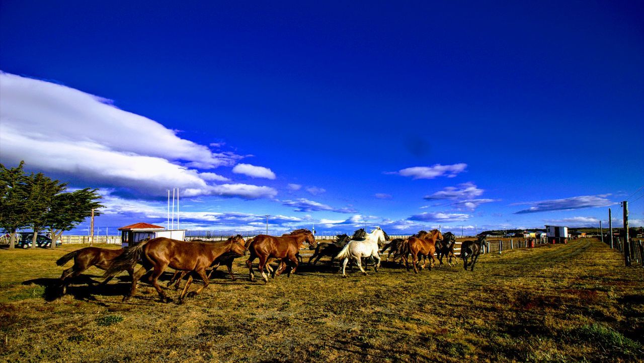 Tropillas en.la patagonia