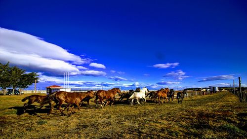 Horses on landscape against blue sky