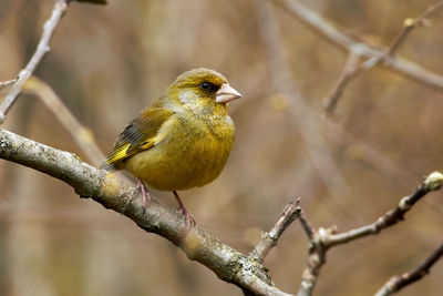 Close-up of bird perching on branch