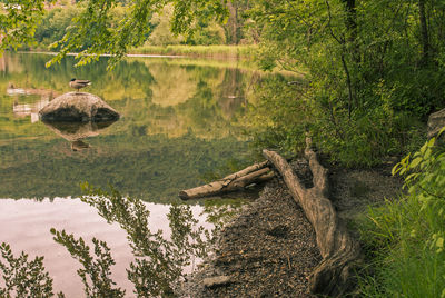 Scenic view of lake by trees in forest