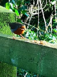 Close-up of bird perching on wood