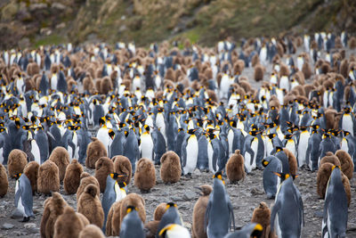 High angle view of penguins on land