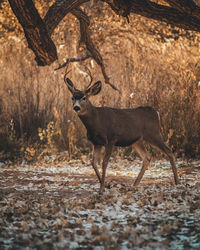 Deer standing in a forest