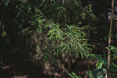 Close-up of leaves