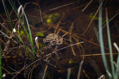 Close-up of frog on grass