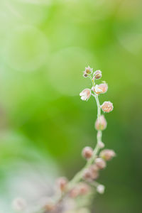 Close-up of flowers blooming outdoors