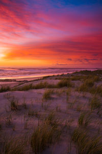 Sunset at deserted beach in the atlantic ocean. soft light reflecting off sand, small weeds