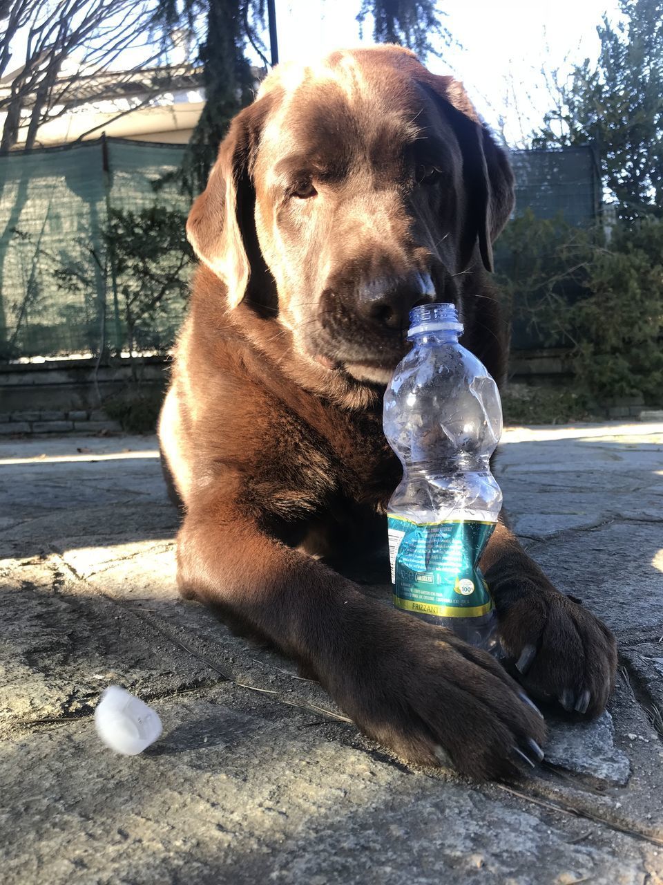 VIEW OF DOG DRINKING WATER FROM HORSE