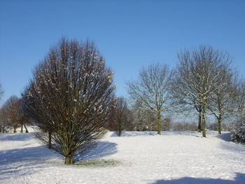 Trees on snow covered landscape against blue sky