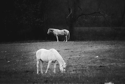 Horse grazing on field