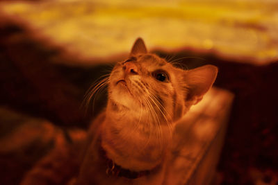 Close-up of a cat looking away in kuala lumpur malaysia