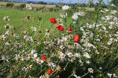 Poppy flowers blooming on field