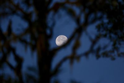 Low angle view of moon against sky at night