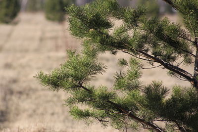 Close-up of tree branch